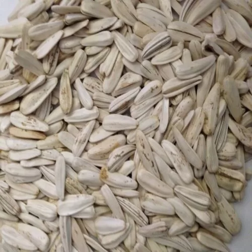 Dried-jumbo-size-sunflower-seeds-kernels-seeds