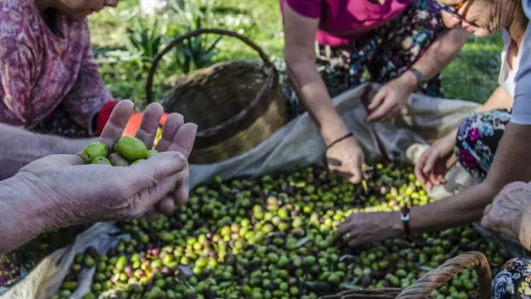 Zeytin-Seçme-Işlemi