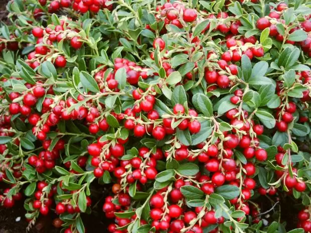 Kekreyemiş Tozu 250 Gr (Zayıflama Tozu) 1 Kekremiş Bitkisi